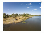Aerial View of Hippo Pond, Moremi Game Reserve, Botswana by Anonymous