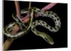 Elaphe taeniura friesi (Taiwan beauty snake) by Anonymous