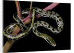 Elaphe taeniura friesi (Taiwan beauty snake) by Anonymous