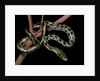 Elaphe taeniura friesi (Taiwan beauty snake) by Anonymous