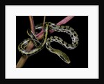 Elaphe taeniura friesi (Taiwan beauty snake) by Anonymous