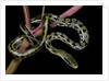 Elaphe taeniura friesi (Taiwan beauty snake) by Anonymous