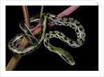 Elaphe taeniura friesi (Taiwan beauty snake) by Anonymous
