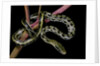 Elaphe taeniura friesi (Taiwan beauty snake) by Anonymous