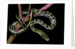 Elaphe taeniura friesi (Taiwan beauty snake) by Anonymous