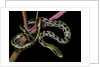 Elaphe taeniura friesi (Taiwan beauty snake) by Anonymous