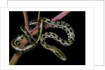 Elaphe taeniura friesi (Taiwan beauty snake) by Anonymous