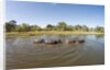 Aerial View of Hippo Pond, Moremi Game Reserve, Botswana by Anonymous