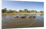 Aerial View of Hippo Pond, Moremi Game Reserve, Botswana by Anonymous