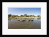 Aerial View of Hippo Pond, Moremi Game Reserve, Botswana by Anonymous