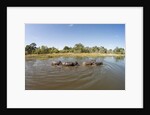 Aerial View of Hippo Pond, Moremi Game Reserve, Botswana by Anonymous