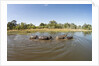 Aerial View of Hippo Pond, Moremi Game Reserve, Botswana by Anonymous