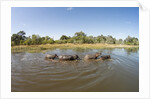 Aerial View of Hippo Pond, Moremi Game Reserve, Botswana by Anonymous