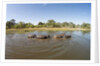 Aerial View of Hippo Pond, Moremi Game Reserve, Botswana by Anonymous
