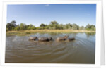 Aerial View of Hippo Pond, Moremi Game Reserve, Botswana by Anonymous