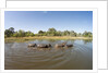 Aerial View of Hippo Pond, Moremi Game Reserve, Botswana by Anonymous