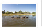 Aerial View of Hippo Pond, Moremi Game Reserve, Botswana by Anonymous