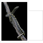 Eryx colubrinus loveridgei (sand boa) by Anonymous