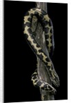 Eryx colubrinus loveridgei (sand boa) by Anonymous