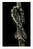 Eryx colubrinus loveridgei (sand boa) by Anonymous