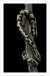 Eryx colubrinus loveridgei (sand boa) by Anonymous