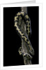 Eryx colubrinus loveridgei (sand boa) by Anonymous