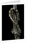 Eryx colubrinus loveridgei (sand boa) by Anonymous