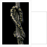 Eryx colubrinus loveridgei (sand boa) by Anonymous