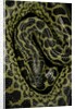 Eunectes notaeus (yellow anaconda) by Anonymous
