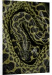 Eunectes notaeus (yellow anaconda) by Anonymous