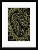Eunectes notaeus (yellow anaconda) by Anonymous