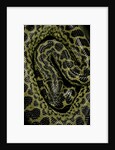 Eunectes notaeus (yellow anaconda) by Anonymous