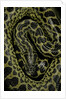 Eunectes notaeus (yellow anaconda) by Anonymous