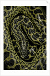 Eunectes notaeus (yellow anaconda) by Anonymous