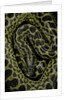 Eunectes notaeus (yellow anaconda) by Anonymous