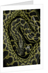 Eunectes notaeus (yellow anaconda) by Anonymous