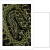 Eunectes notaeus (yellow anaconda) by Anonymous