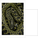 Eunectes notaeus (yellow anaconda) by Anonymous
