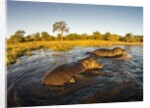Aerial View of Hippopotamus at Sunset, Moremi Game Reserve, Botswana by Anonymous