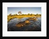 Aerial View of Hippopotamus at Sunset, Moremi Game Reserve, Botswana by Anonymous