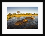 Aerial View of Hippopotamus at Sunset, Moremi Game Reserve, Botswana by Anonymous