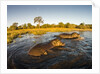 Aerial View of Hippopotamus at Sunset, Moremi Game Reserve, Botswana by Anonymous