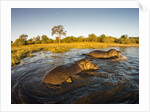 Aerial View of Hippopotamus at Sunset, Moremi Game Reserve, Botswana by Anonymous