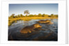 Aerial View of Hippopotamus at Sunset, Moremi Game Reserve, Botswana by Anonymous