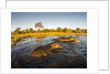 Aerial View of Hippopotamus at Sunset, Moremi Game Reserve, Botswana by Anonymous