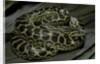 Eunectes notaeus (yellow anaconda) by Anonymous