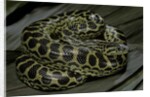 Eunectes notaeus (yellow anaconda) by Anonymous