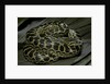 Eunectes notaeus (yellow anaconda) by Anonymous
