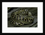 Eunectes notaeus (yellow anaconda) by Anonymous