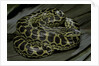 Eunectes notaeus (yellow anaconda) by Anonymous